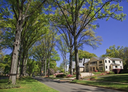 Neighborhood Street in the Spring, Queens Road West in Charlotte, North Carolina