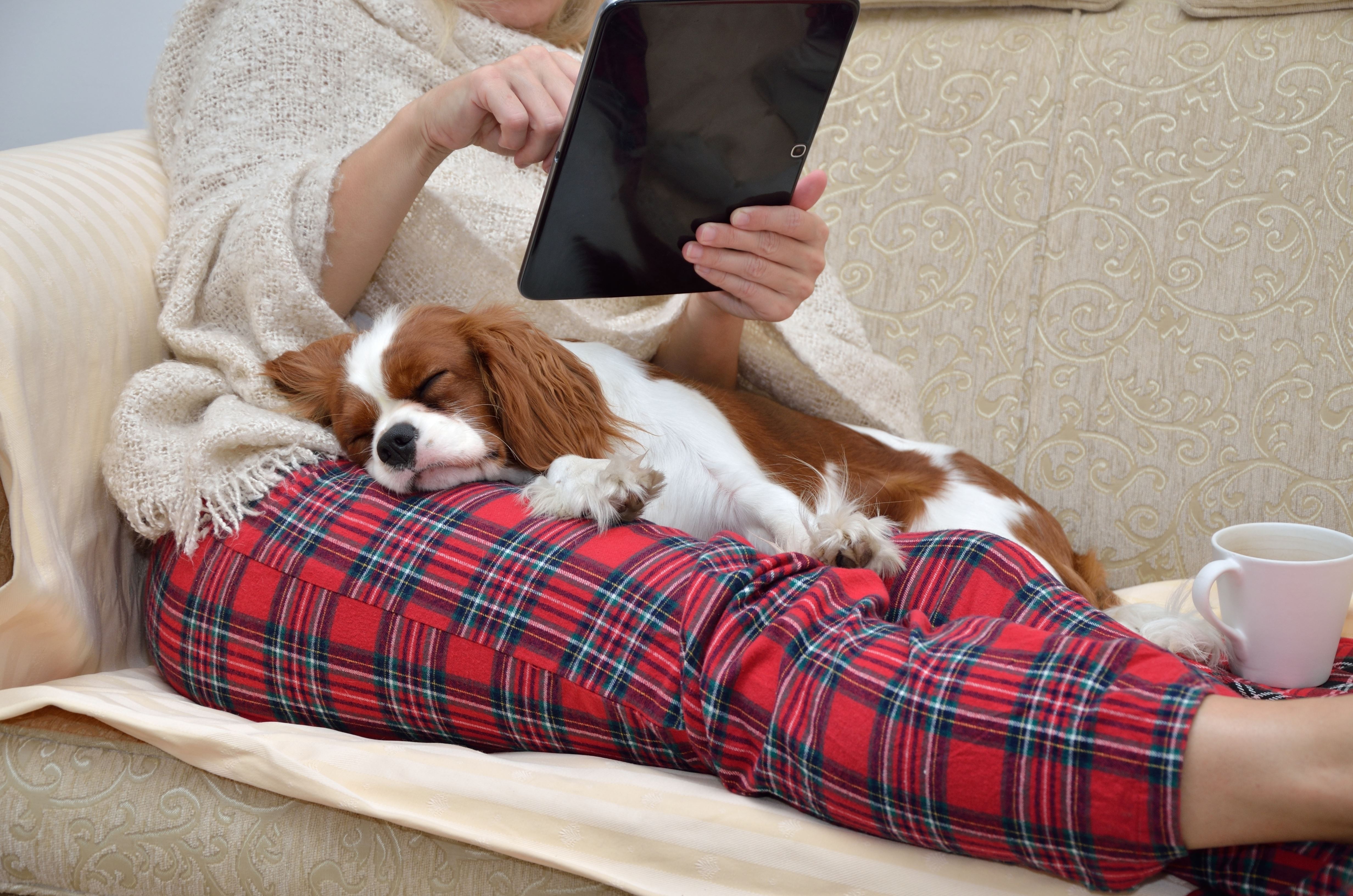 Dog enjoying functional furnace on the lap of a woman who is sitting on a couch reading